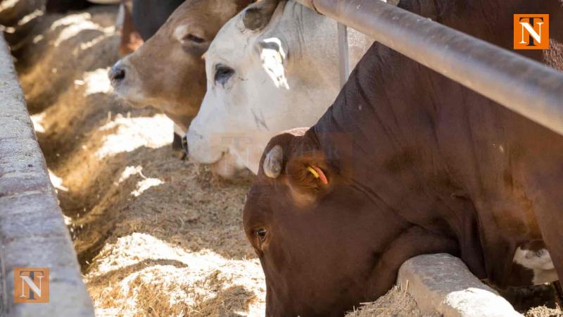 Illegal Cattle Transport Racket Busted in Nagpur, 4 Arrested by Koradi Police